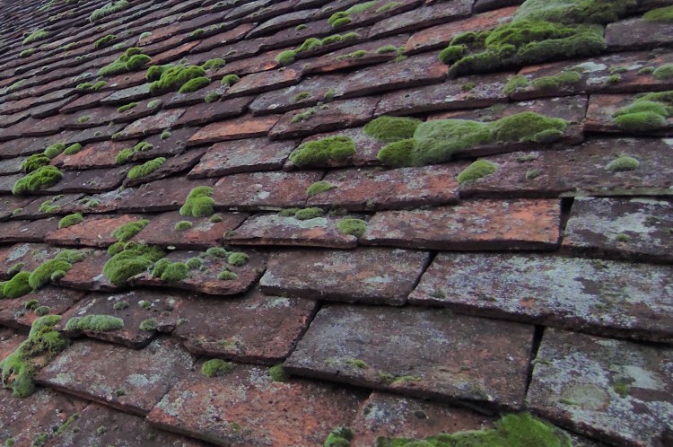 toit recouvert de mousse